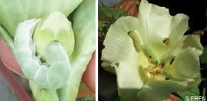 Yeşilkurt’un taraktaki ve çiçekteki zararı